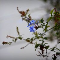 Синий цветик. :: Оля Богданович