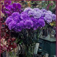 Зимний букет в цветочном магазине! :: Нина Андронова