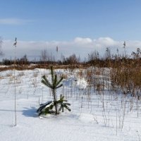 Одинокие берёза и сосна. :: Милешкин Владимир Алексеевич 