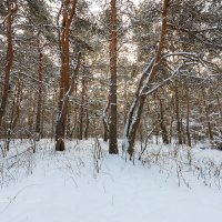 Зимний пейзаж в лесу :: Александр Синдерёв