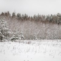 зимний лес :: Любовь Перевозникова
