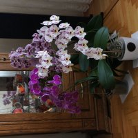 Орхидеи :: Сергей Запорожцев