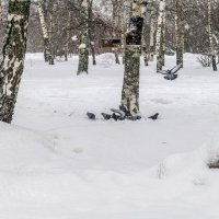 На подножном корме :: Валерий Иванович