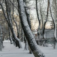 Стволы деревьев :: Константин Бобинский