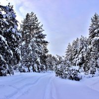 Зимний лес, полон сказочных чудес. :: Восковых Анна Васильевна 