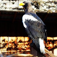 У Белоплечего орлана и за решеткой гордый вид.. :: Aida10 