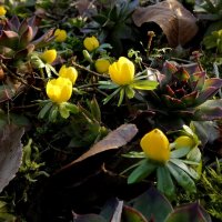 Весна желтая :: Heinz Thorns