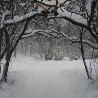 О вчерашнем снегопаде :: Андрей Лукьянов