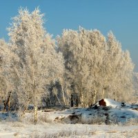 А берёзки все в нарядах , будто в шубках меховых. :: nadyasilyuk Вознюк