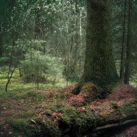 В лесу :: Валерий Вождаев