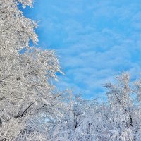 В инее. :: Восковых Анна Васильевна 