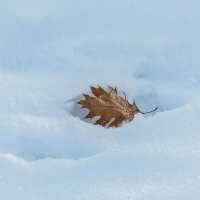 Прошлогодний :: Валерий Иванович