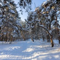 В зимнем лесу :: Александр Синдерёв