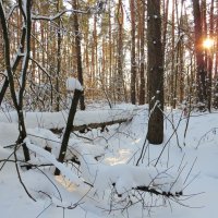 Солнце в снежном лесу :: Андрей Снегерёв