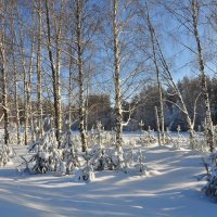 Солнечный день. :: Михаил Колосов 