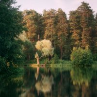 Лес у озера :: Валерий Вождаев