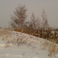 Зимний берег речки. :: сергей 