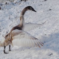 Лебеди в городском парке :: Рита Симонова