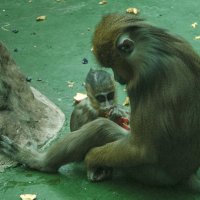 Мой друг - материнство в зоопарк :: Владимир Максимов