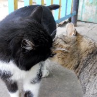 Поцелуй ! :: Ион Круглик