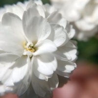 Цветок 12 :: Павел Трунцев