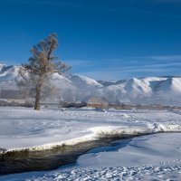 Холодный февраль. Курай :: владимир 