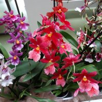 Орхидеи :: svk *
