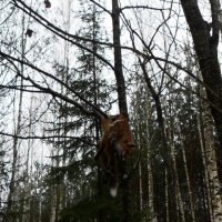 Охота на лис :: Виктор  /  Victor Соболенко  /  Sobolenko