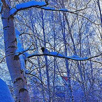 Январь...Морозное утро городской сороки! :: Владимир 