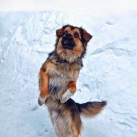 Танцующий пёс! :) :: Елена Хайдукова  ( Elena Fly )