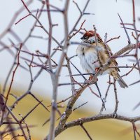 Колючий взгляд или Среди колючек. :: Анатолий. Chesnavik.