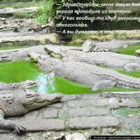 Крокодилы - это не только пресмыкающиеся, но и много-много кг ценного диетического мяса :: svk *
