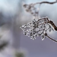 Подморозило :: Валерий Иванович