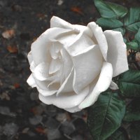 Белая роза :: Валентин Семчишин