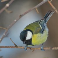 большая синица (Parus major ) :: Andrey Bragin 