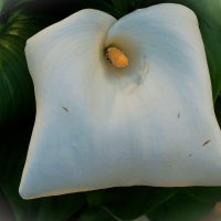 Необычный Спатифиллум-цветок "женское счастье" :: Aida10 