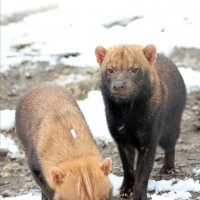 Кустарниковые собаки :: Михаил Бибичков