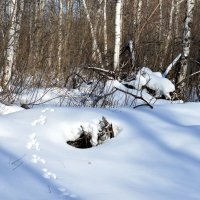 Гуляем по просеке :: Татьяна Лютаева