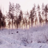 На закате в зимнем лесу :: Raduzka (Надежда Веркина)