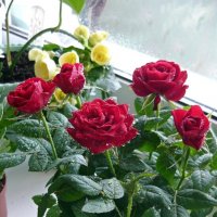 Розы на окне :: Вера Щукина