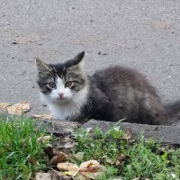 Дворовые котята :: Рита Симонова