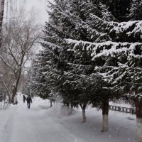 Снежное утро. :: Радмир Арсеньев