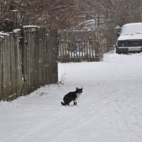 Чёрная кошка на белом снегу :: Татьяна 