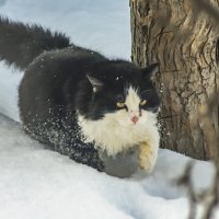 Снова снега по колено :: petyxov петухов