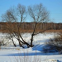 Март начало весны. :: Михаил Столяров