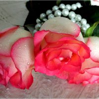 Розовые розы. :: nadyasilyuk Вознюк