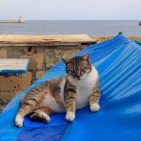 Мальтийские коты :: skijumper Иванов
