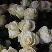 Белые розы :: Freddy 97