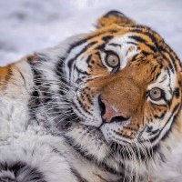 амурский тигр :: аркадий 