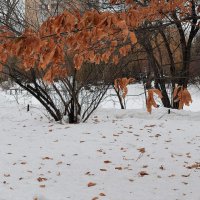 Весенний листопад. :: Татьяна Помогалова